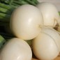 Preview: Mairübchen Snowball (Samen)