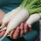 Preview: Mairübchen Vertus Marteau  (Samen)