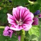 Preview: Indische Malve dunkelpink (Samen)