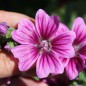 Preview: Indische Malve dunkelpink (Samen)