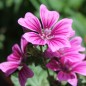 Preview: Indische Malve dunkelpink (Samen)