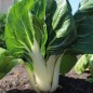 Preview: Mangold Barese (Samen)