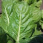 Preview: Mangold Barese (Samen)