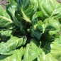 Preview: Mangold Barese (Samen)