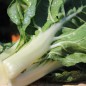 Preview: Mangold Barese (Samen)