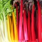 Preview: Mangold 5-Color-Silverbeet (Samen)