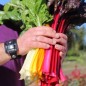 Preview: Mangold 5-Color-Silverbeet (Samen)