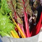 Preview: Mangold 5-Color-Silverbeet (Samen)