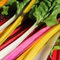 Preview: Mangold 5-Color-Silverbeet (Samen)