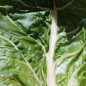 Preview: Mangold Peppermint Twist (Samen)