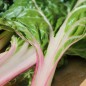 Preview: Mangold Peppermint Twist (Samen)