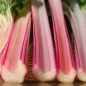 Preview: Mangold Peppermint Twist (Samen)