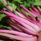 Preview: Mangold Pink Passion (Samen)