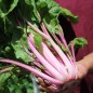 Preview: Mangold Pink Passion (Samen)