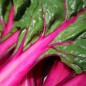 Preview: Mangold Pink Passion (Samen)