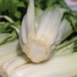 Preview: Mangold Silver Rib (Samen)