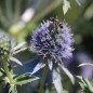 Preview: Mannstreu - Edeldistel (Samen)