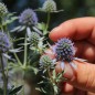Preview: Mannstreu - Edeldistel (Samen)