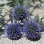 Preview: Mannstreu - Edeldistel (Samen)