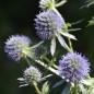 Preview: Mannstreu - Edeldistel (Samen)