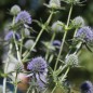 Preview: Mannstreu - Edeldistel (Samen)