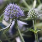 Preview: Mannstreu - Edeldistel (Samen)