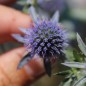 Preview: Mannstreu - Edeldistel (Samen)