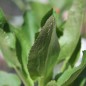 Preview: Mannstreu - Edeldistel (Samen)