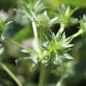 Preview: Mannstreu - Edeldistel (Samen)
