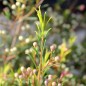 Preview: Manuka weiß (Samen)