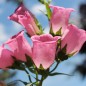 Preview: Marienglockenblume Carmine Rose (Samen)