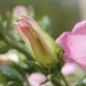 Preview: Marienglockenblume Carmine Rose (Samen)