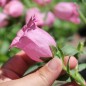 Preview: Marienglockenblume Carmine Rose (Samen)
