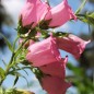 Preview: Marienglockenblume Carmine Rose (Samen)