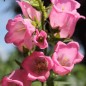 Preview: Marienglockenblume Carmine Rose (Samen)