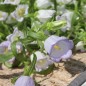 Preview: Marienglockenblume Light Blue (Samen)