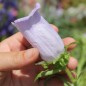 Preview: Marienglockenblume Light Blue (Samen)