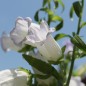 Preview: Marienglockenblume Light Blue (Samen)