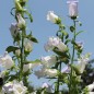 Preview: Marienglockenblume Light Blue (Samen)