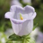 Preview: Marienglockenblume Light Blue (Samen)