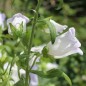 Preview: Marienglockenblume Light Blue (Samen)