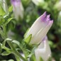Preview: Marienglockenblume Mix (Samen)