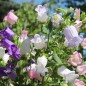 Preview: Marienglockenblume Mix (Samen)
