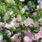 Preview: Marienglockenblume Rose Pink (Samen)