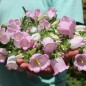Preview: Marienglockenblume Rose Pink (Samen)
