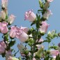 Preview: Marienglockenblume Rose Pink (Samen)