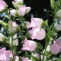 Preview: Marienglockenblume Rose Pink (Samen)