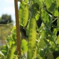 Preview: Zucker- und Markerbse Corne de Belier (Samen)