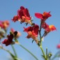 Preview: Marokkanisches Leinkraut Licilia Red (Samen)