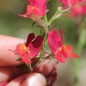 Preview: Marokkanisches Leinkraut Licilia Red (Samen)